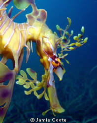 "Watching Spot"
Facial closeup of a Leafy Sea Dragon.
A... by Jamie Coote 